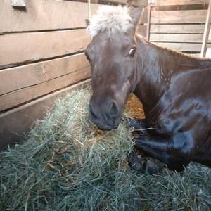 Meet your Posher, Martha